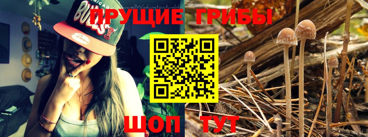 Псилоцибиновые грибы Psilocybine cubensis  Вход с VPN  Усть-Джегута  Псилоцибиновые грибы ЛСД 